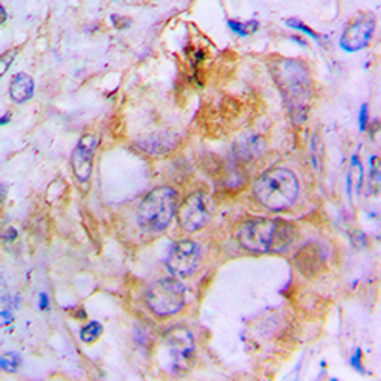 BMP3 Antibody