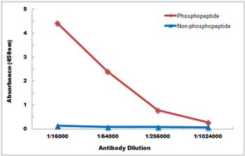 BCL2 (pT69) Antibody