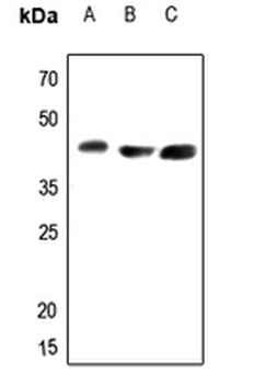 Arginase 2 Antibody