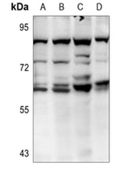 AKT2 Antibody