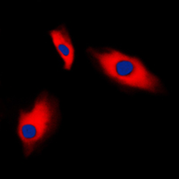 Alpha-actin-3 Antibody