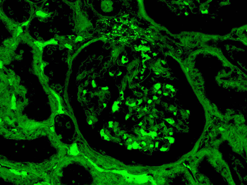 C4C-FITC Antibody