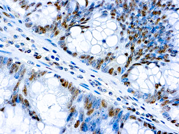 C-MYC Antibody