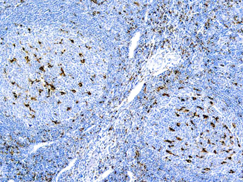 CD68 MACROPHAGE Antibody