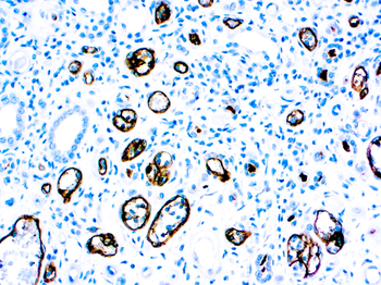 C4D Antibody