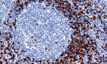 CD8 Antibody