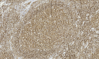 CD45RA Antibody