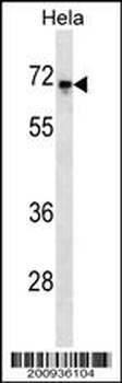 C-rel Antibody
