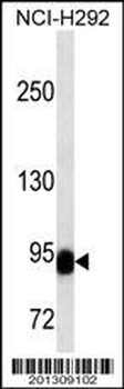 BCL6 Antibody (C-term)