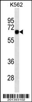 SOX9 Antibody