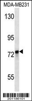 KEAP1 Antibody