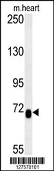 LCA5L Antibody (C-term)