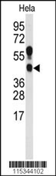 PRMT1 Antibody (C-term K342)