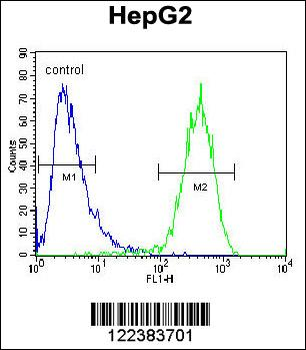 ABCC10 Antibody (Center)