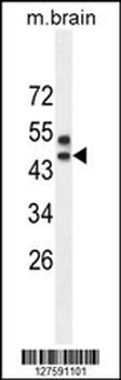 SPRED3 Antibody (N-term)