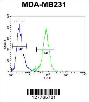 PDE12 Antibody (C-term)