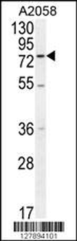 ENTHD1 Antibody (N-term)
