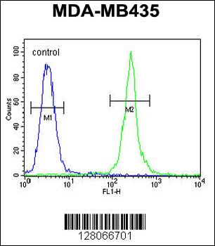 MRM1 Antibody (N-term)