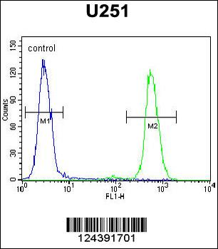 CMKOR1 Antibody (C-term)
