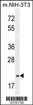 TCAL3 Antibody (N-term)
