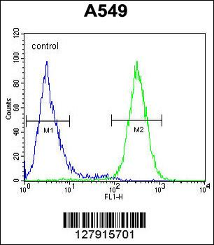 GTPBP8 Antibody (Center)