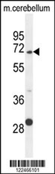 GPC5 Antibody (N-term)