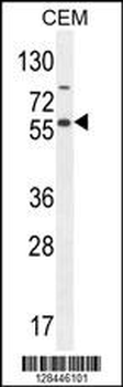 NFKBIL1 Antibody (Center)