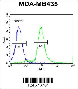 ARHGAP10 Antibody (Center)