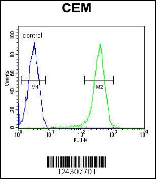 COX10 Antibody (C-term)