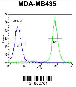 IBTK Antibody (Center)