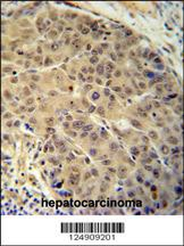 BUD13 Antibody (C-term)