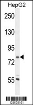 CORO7 Antibody (N-term)