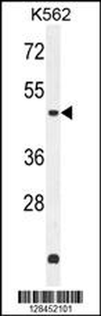ZN572 Antibody (C-term)
