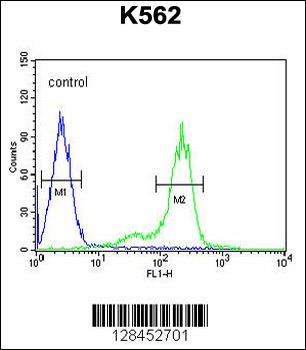 ZN572 Antibody (C-term)
