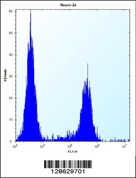 CF153 Antibody (C-term)