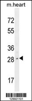 LIX1 Antibody (C-term)