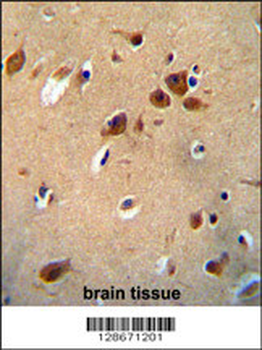 PKHG1 Antibody (C-term)