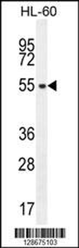 S35E2 Antibody (N-term)