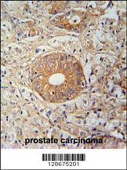 S35E2 Antibody (N-term)