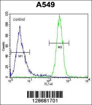 SYNCI Antibody (N-term)