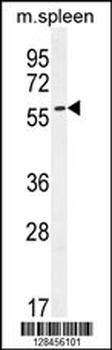 CE037 Antibody (C-term)