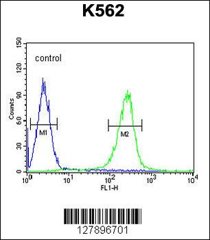 WDR49 Antibody (C-term)