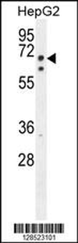 LMF2 Antibody (C-term)