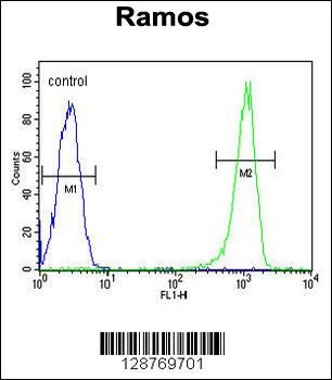 POU2AF2 Antibody (C-term)