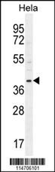 CCNG1 Antibody (N-term)