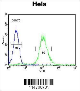 CCNG1 Antibody (N-term)