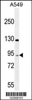 TAGAP Antibody (Center)