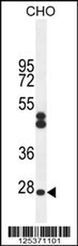 CF062 Antibody (Center)