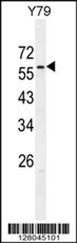 ZNF678 Antibody (C-term)