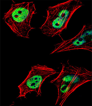 HDAC2 Antibody (C-term)